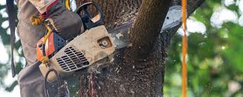 Best Tree Cabling and Bracing  in Superior, CO