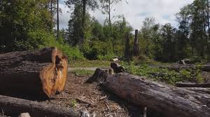 How Our Tree Care Process Works  in  Superior, CO