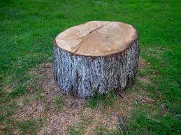 Superior, CO Tree Care Company