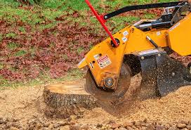 Best Hazardous Tree Removal  in Superior, CO