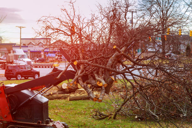 Best Tree Maintenance Programs  in Superior, CO