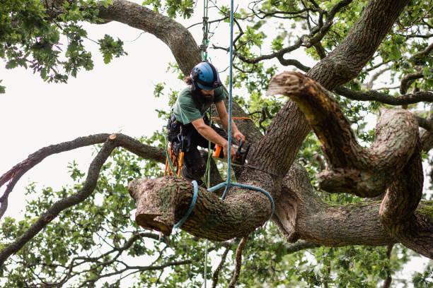 Best Fruit Tree Pruning  in Superior, CO
