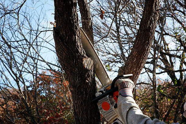 Best Commercial Tree Services  in Superior, CO